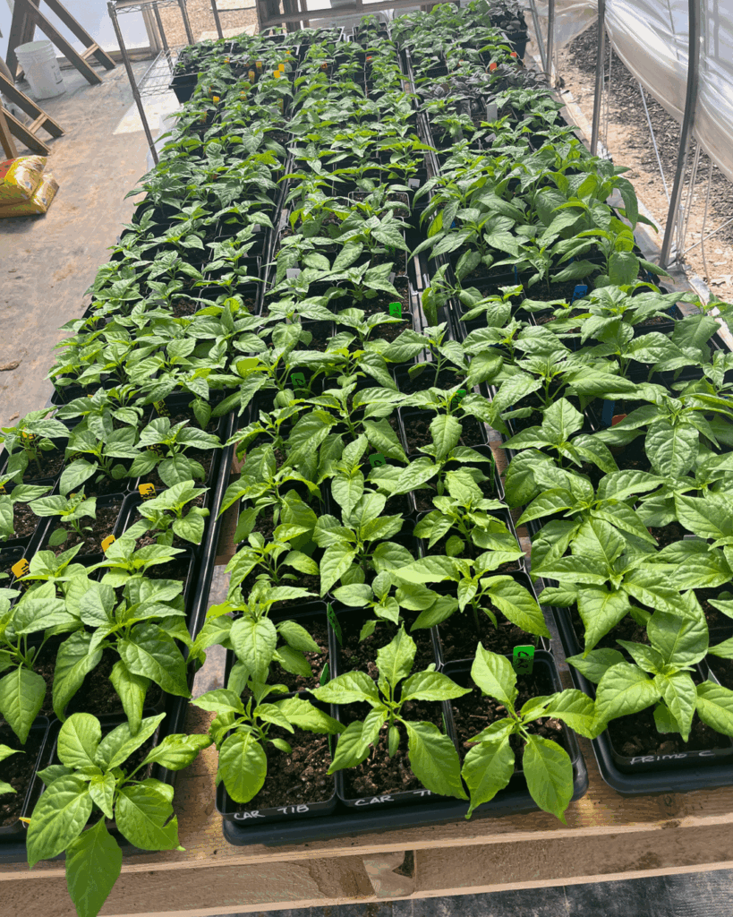 300 Superhots heading into the High Tunnel first of next week.