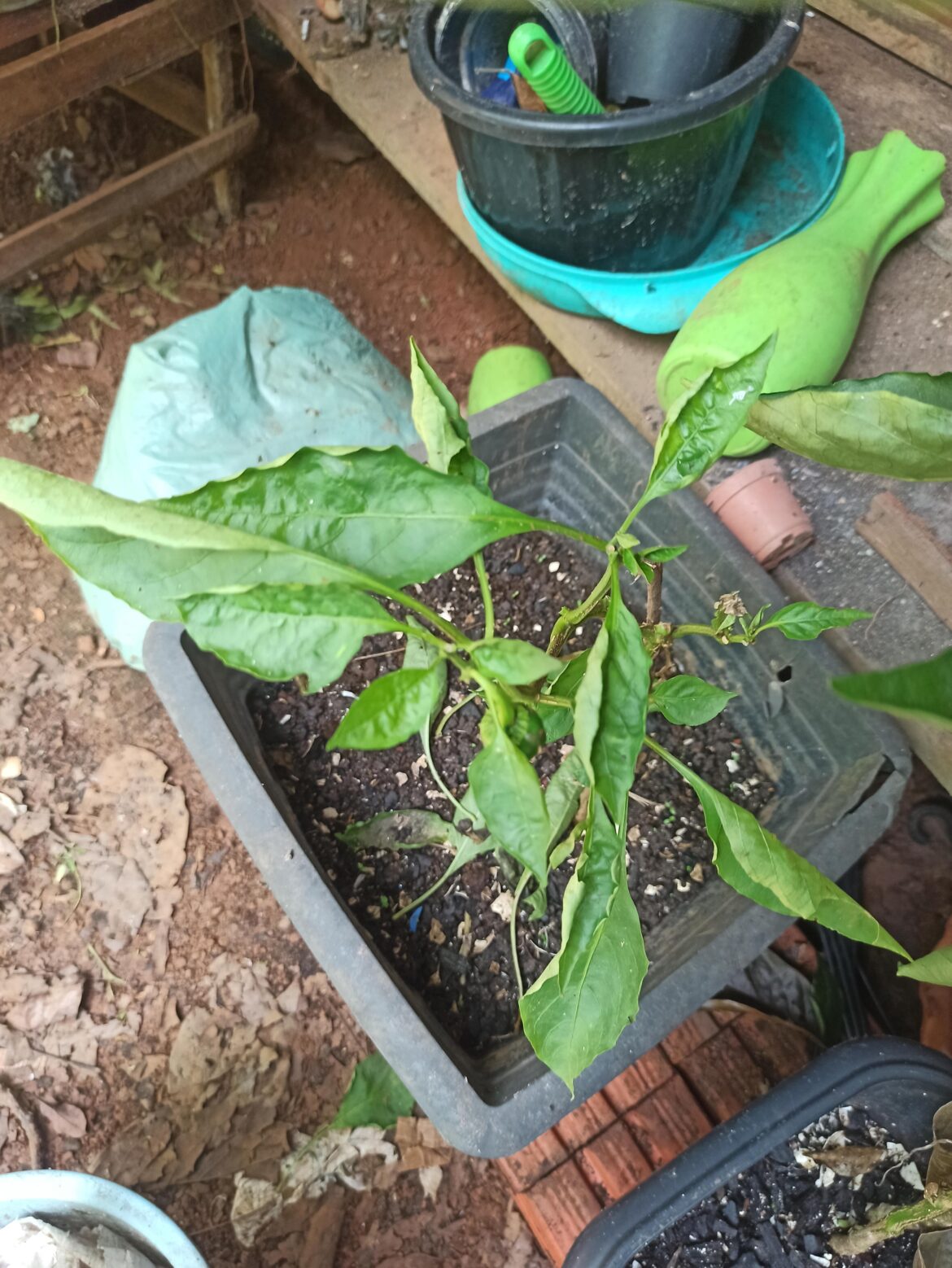 Pimentão com Folhas enrugadas