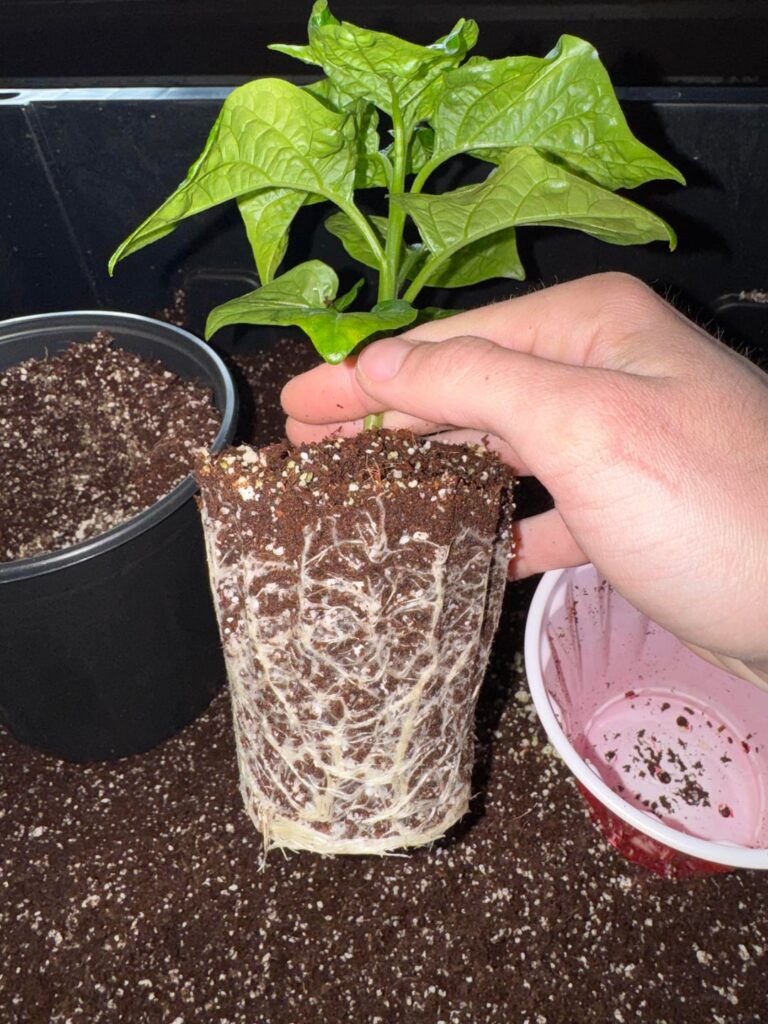 Transplant Day Transplant Day