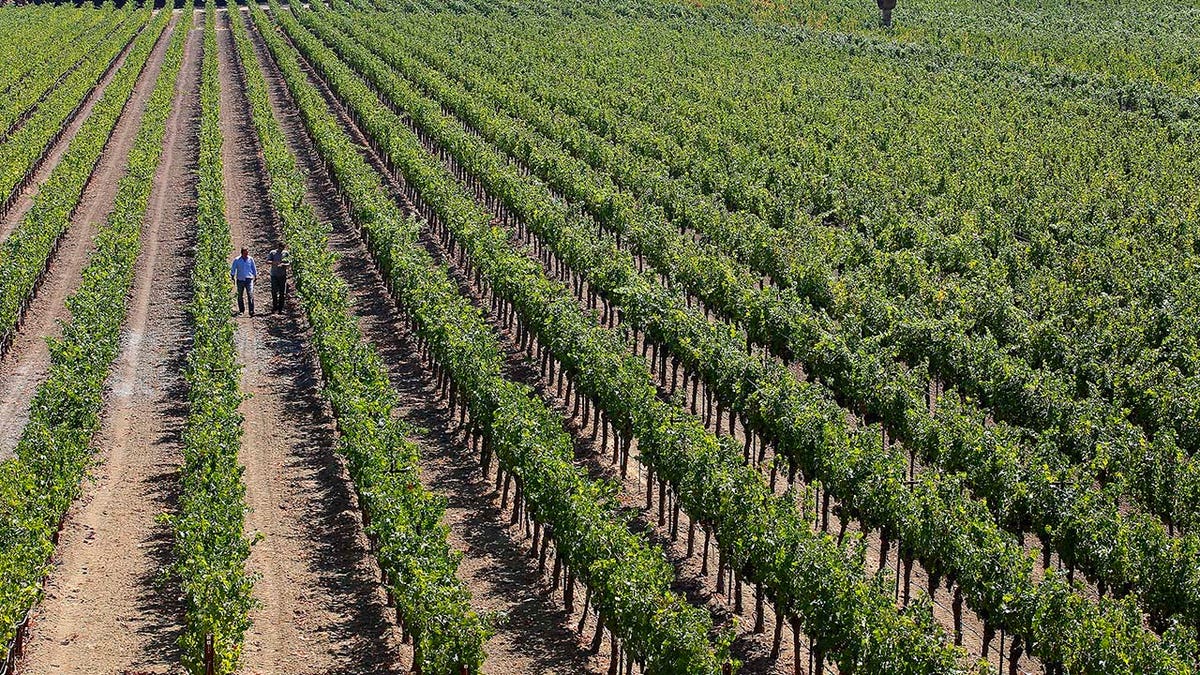 PlumpJack Group's Odette Estate winery located in Napa, California