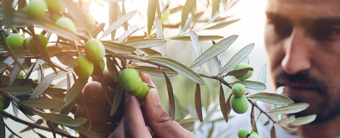 Intesa Sanpaolo allocates €1bn to olive oil supply chain Intesa Sanpaolo allocates €1bn to olive oil supply chain