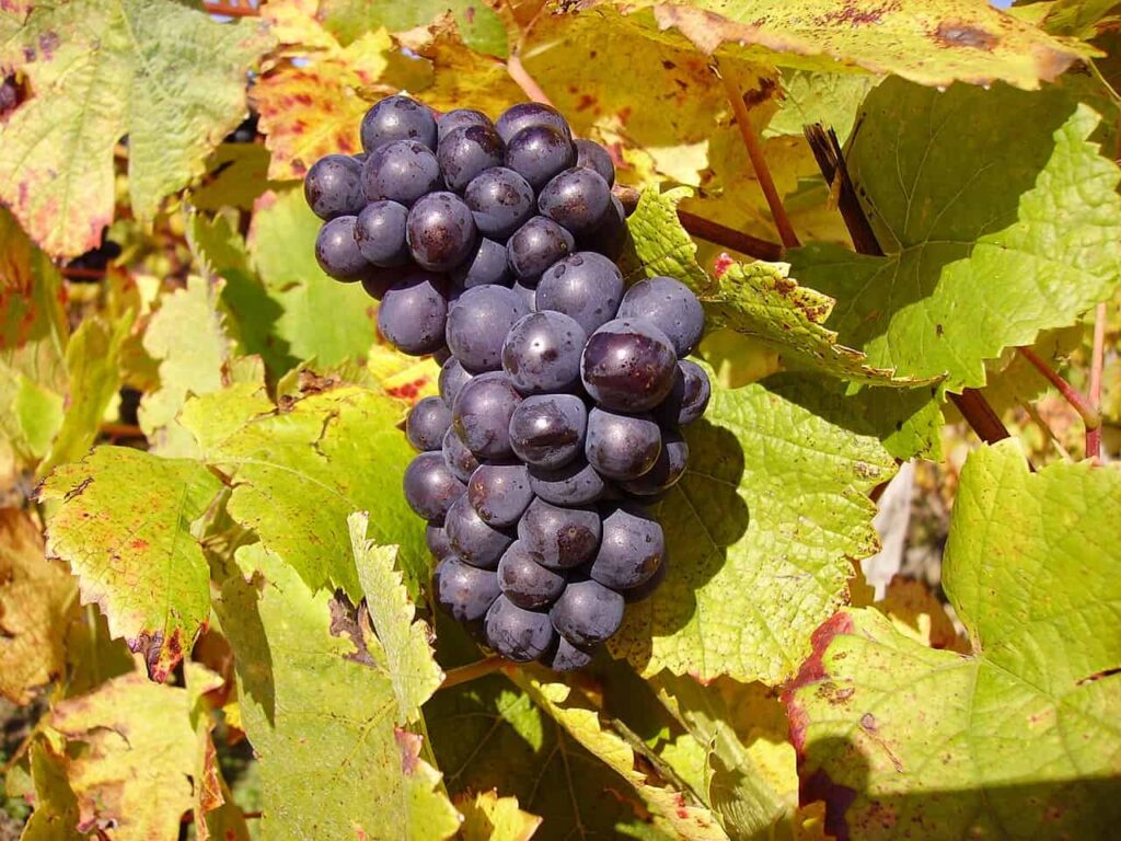 Pinot Noir grapes hanging on a vine with green and yellow leaves in the background.