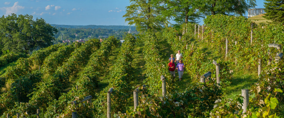 pair of couples walking amid the vines at Georgetown Vineyards in Cambridge, Ohio