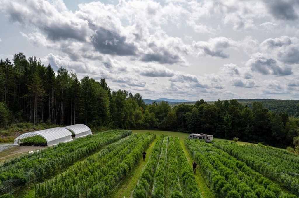 cannabis farm in emerald triangle