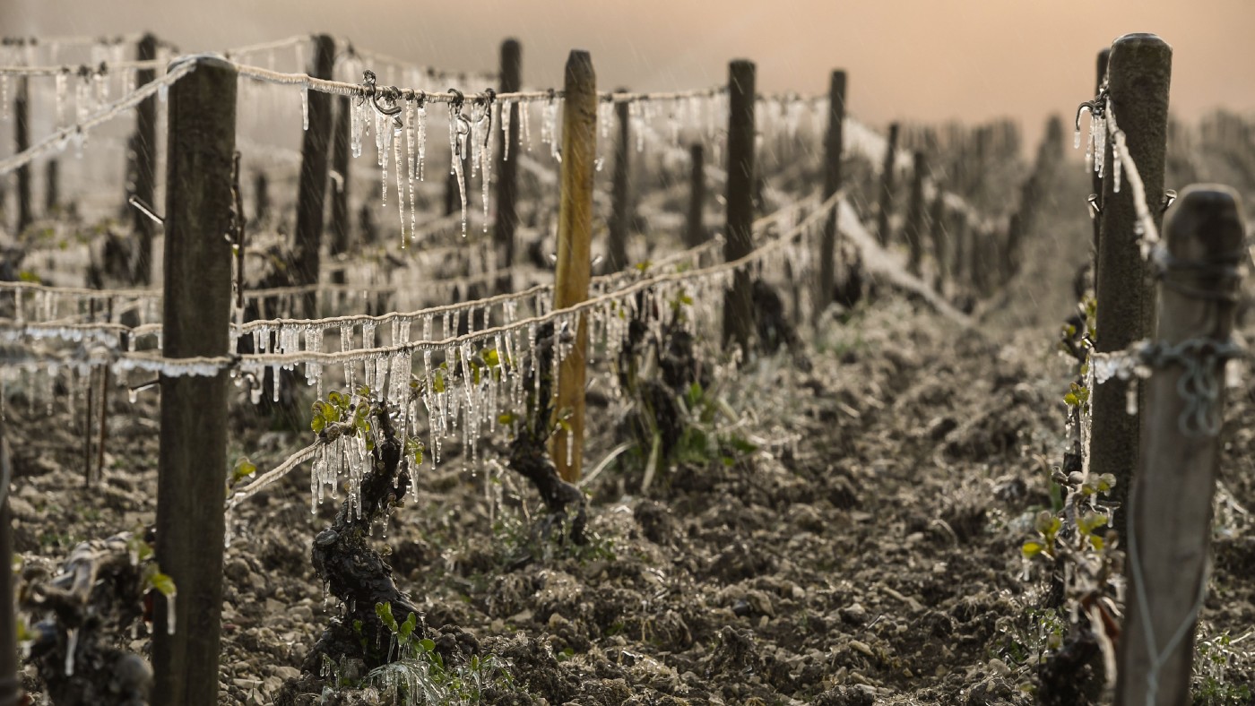 A Chablis vineyard in Auxerre which was hit by frost in April