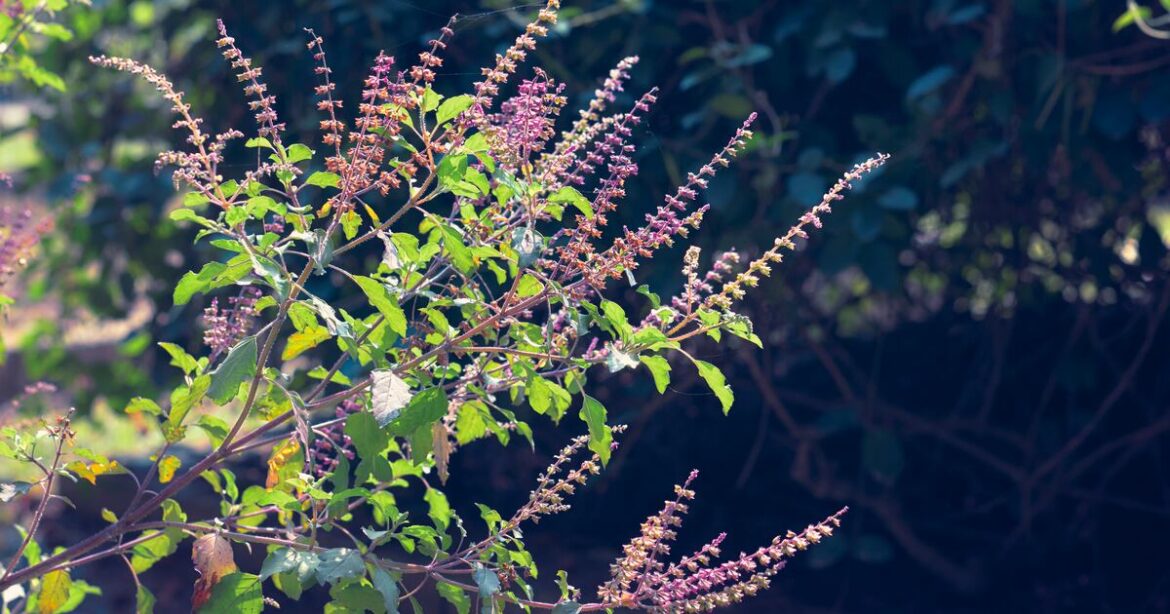 Laboratoires Expanscience launches first nutraceutical active ingredient