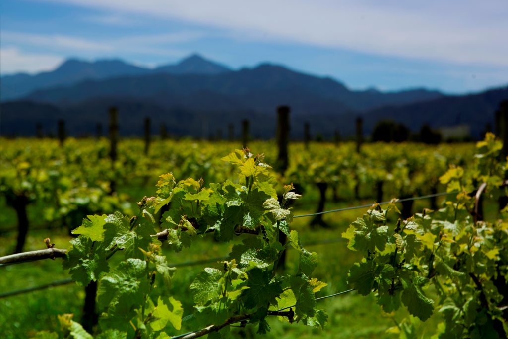 New Zealand Winegrowers shows “optimism” for 2026 vintage as harvest begins New Zealand Winegrowers shows “optimism” for 2026 vintage as harvest begins