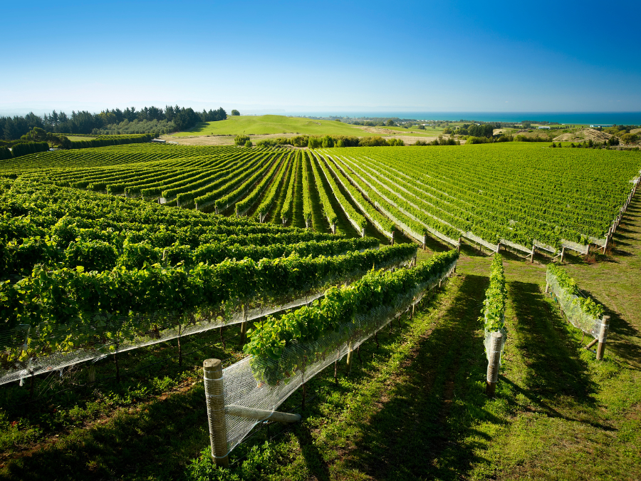 New Zealand Winegrowers poaches from Pernod Ricard for next CEO New Zealand Winegrowers poaches from Pernod Ricard for next CEO