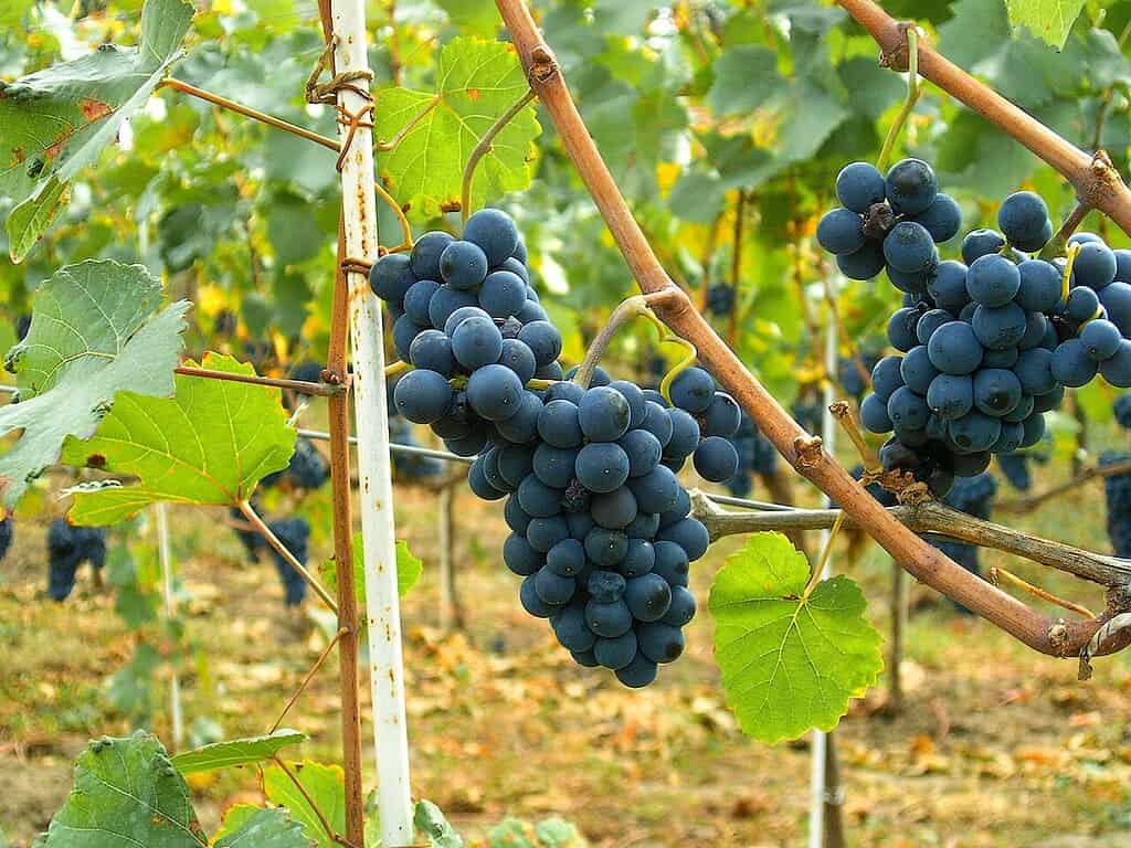 Grapevines with ripe dark purple grapes hanging in a vineyard setting.