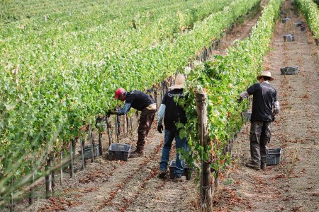 To Save the Wine Industry, We’ll Need Human Intervention