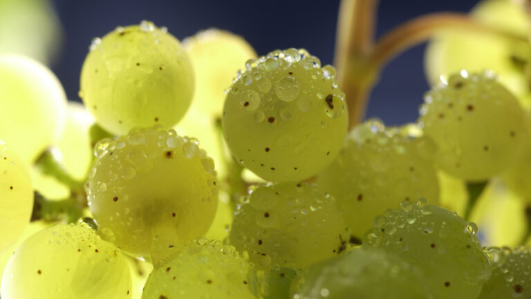 Dealcoholized Rieslings are successful in part because of the variety’s naturally high acidity, which helps to balance the residual sugar commonplace in 0.0% ABV styles. Photo courtesy of Wines of Germany.