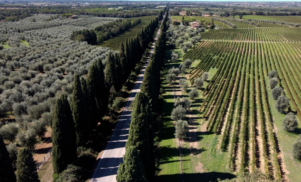 The famed avenue of cypress trees in Bolgheri