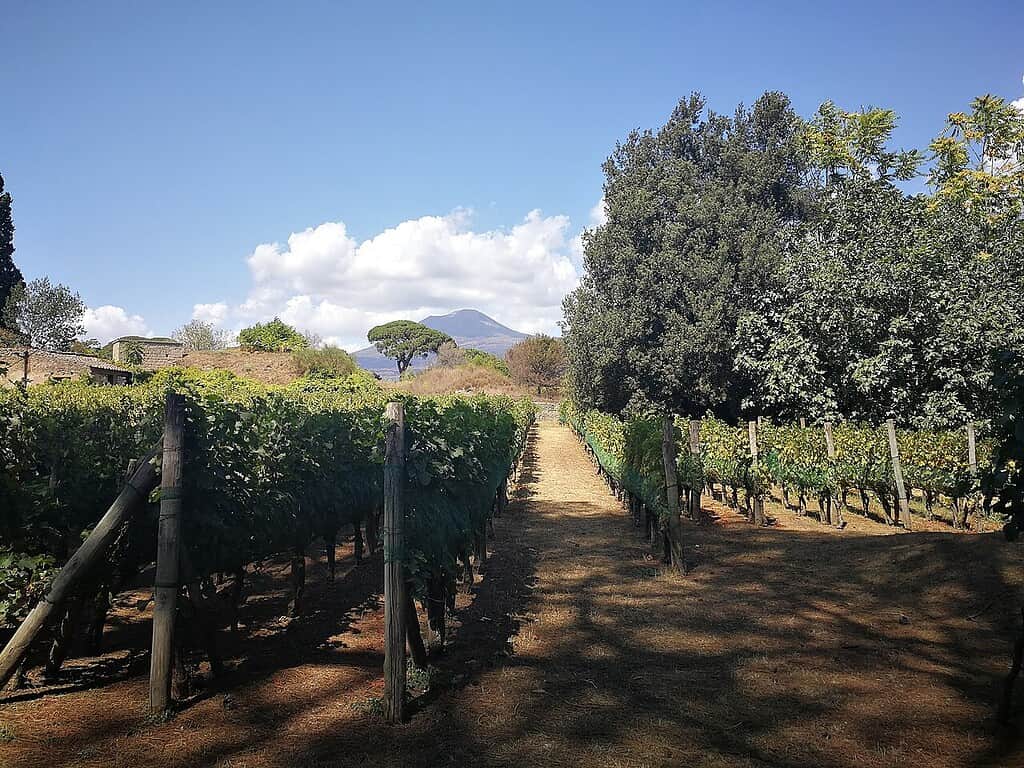 Vineyard landscape with rows of grapevines, trees, and a mountain in the background.