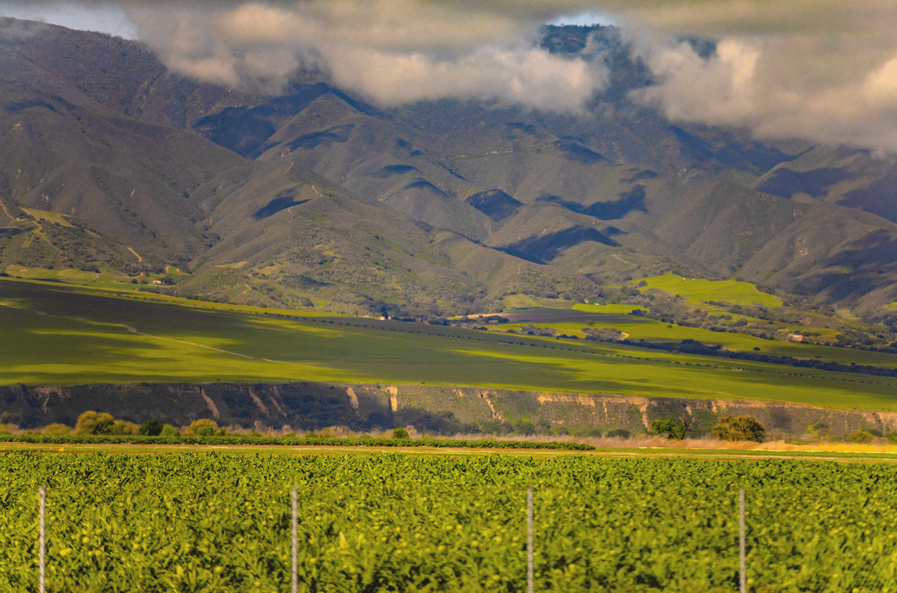 An image of vines in the Santa Lucia Highlands