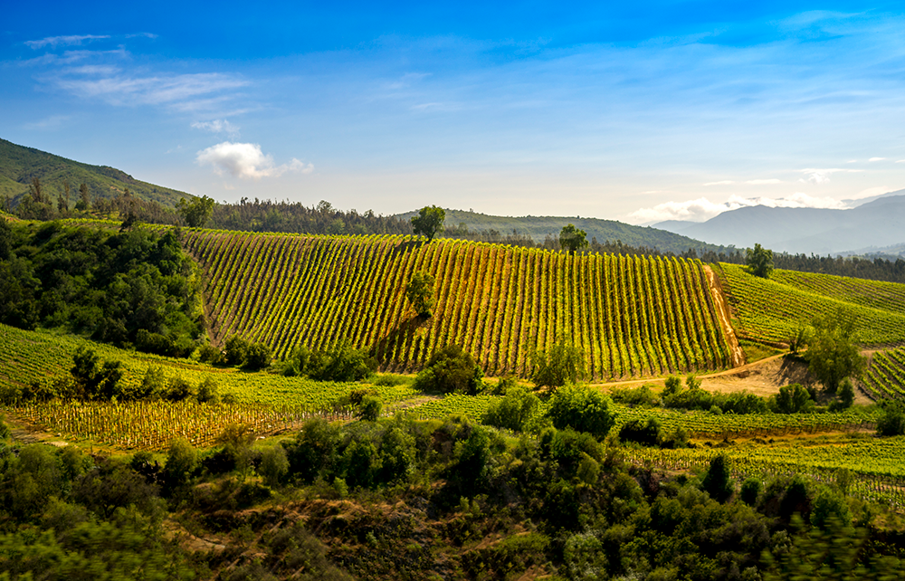 Chilean wine is hard to beat Chilean wine is hard to beat