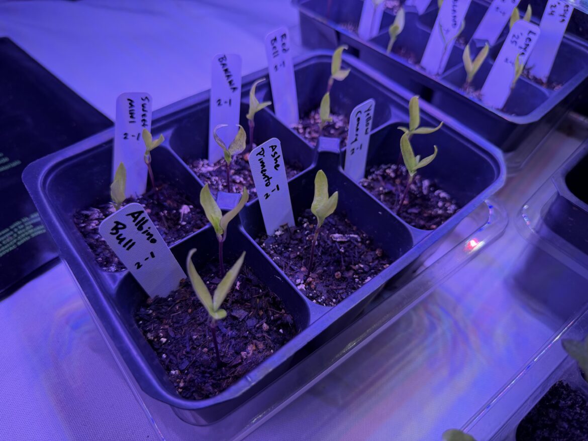 Does something look off with my pepper seedlings?