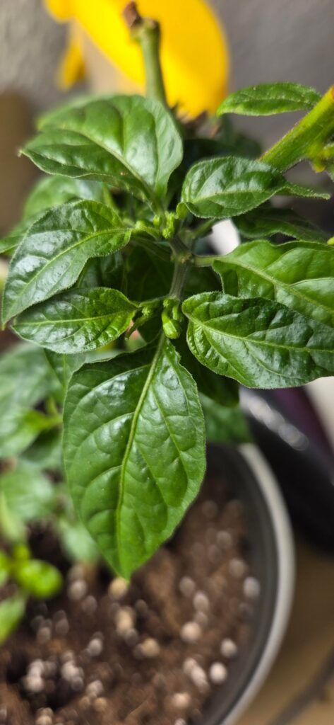 Chili plants already flowering after 1.5 months