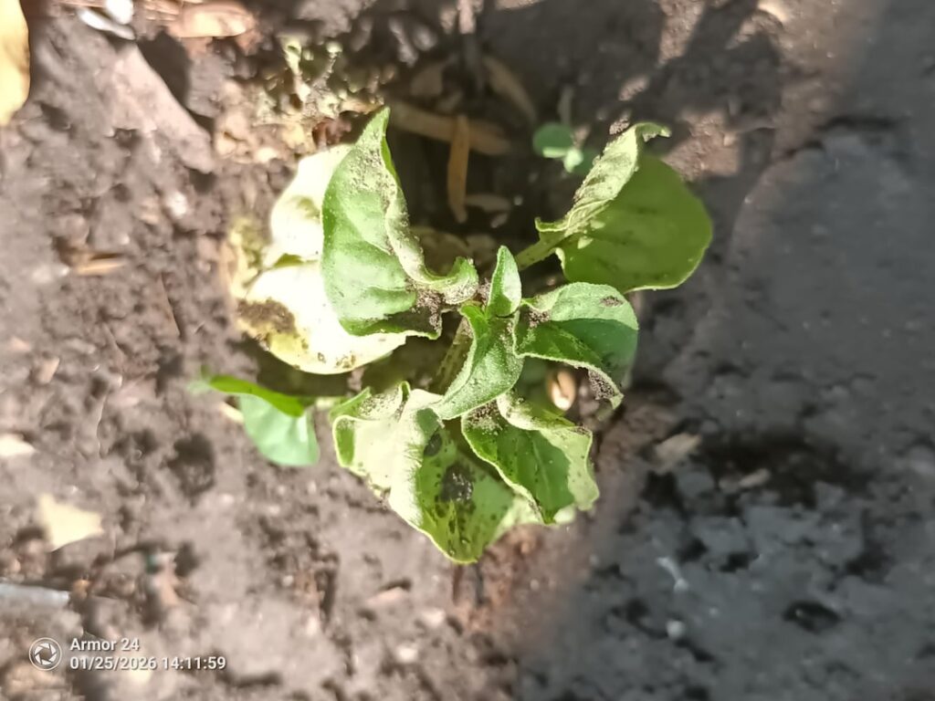1 month progress! (Carolina reaper)