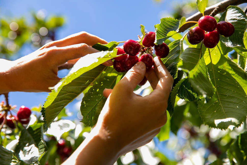 azienda agricola cracco 3