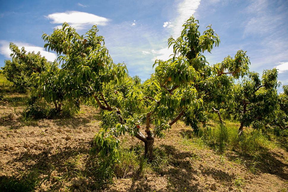 azienda agricola cracco 9