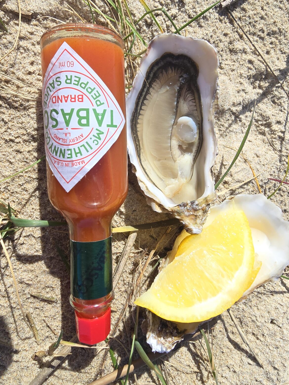 oysters on the sand'