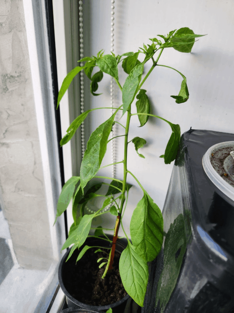 Leggy Thunder Mountain Longhorn.