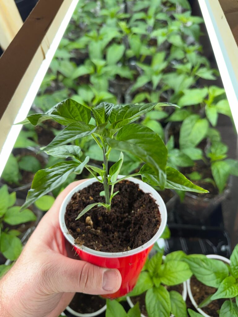 Will these be giant by June 1?