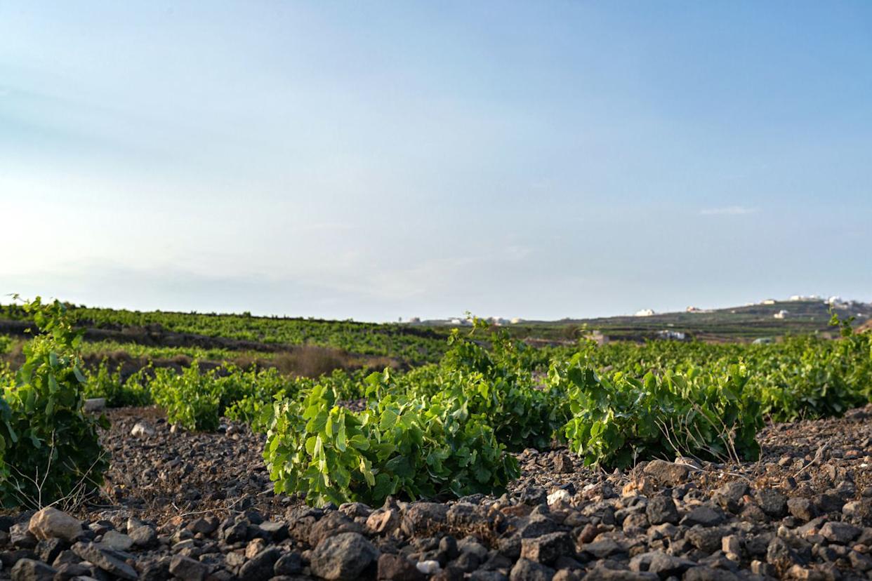 Courtesy of Gavalas Winery