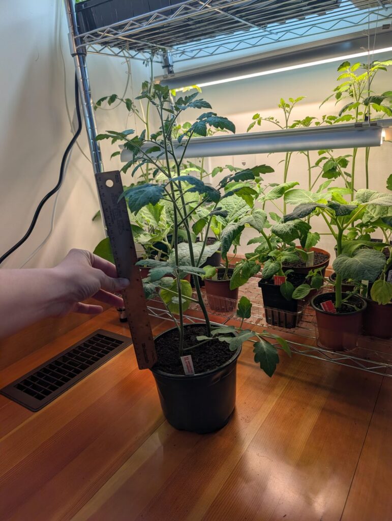 What to do with tall tomatoes