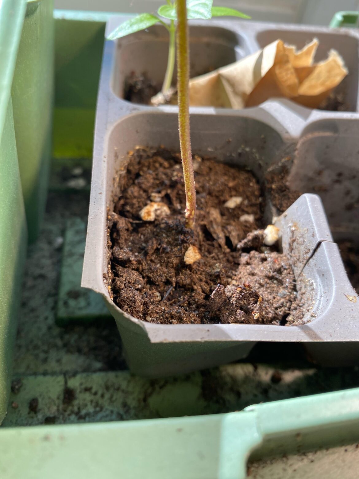 Is the bottom of my peppers plants ok?