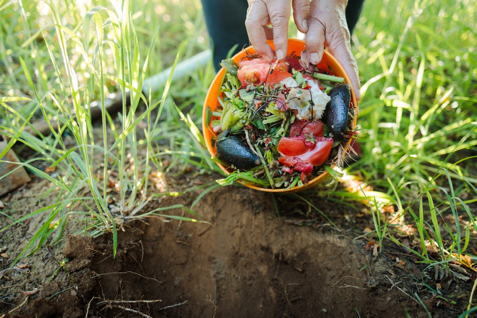 Senior Woman Depositing Organic Waste from a Plastic Container onto the Soil for Composting.