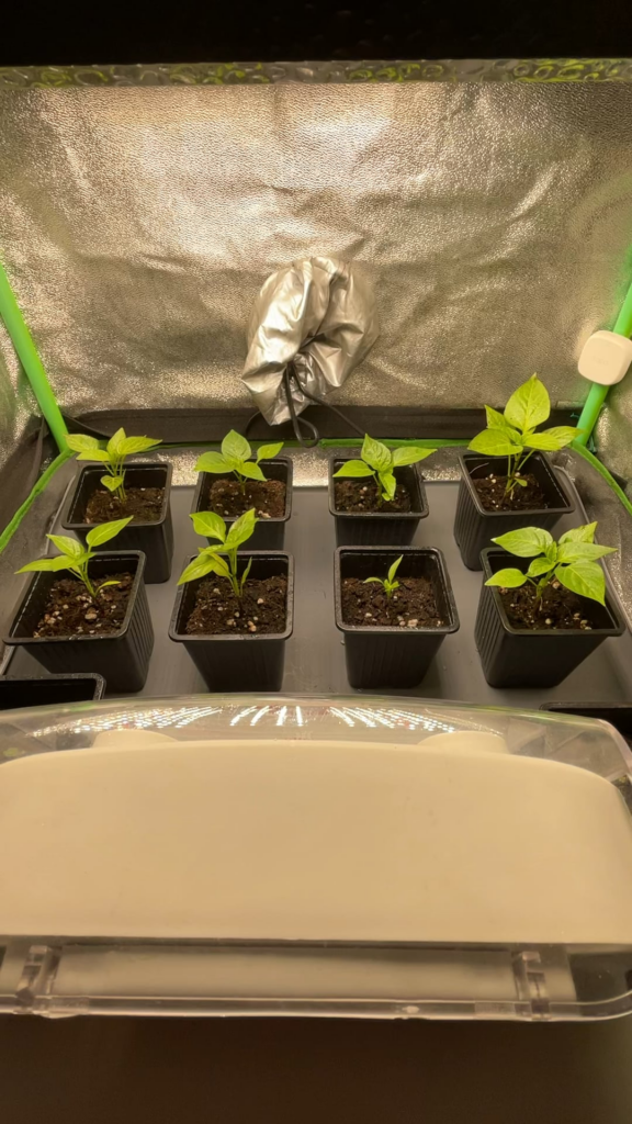 Is the fan too strong?