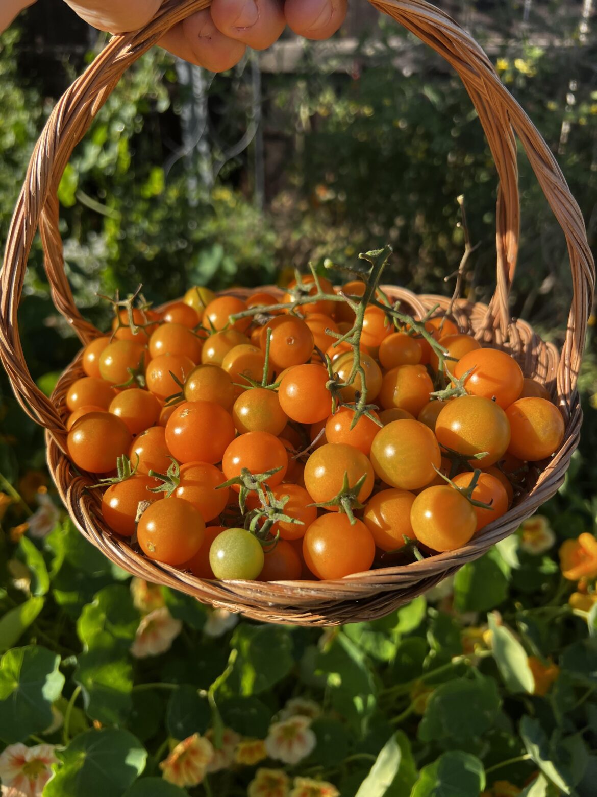 I got this sungold in the clearance section for 1$, a good dollar spent