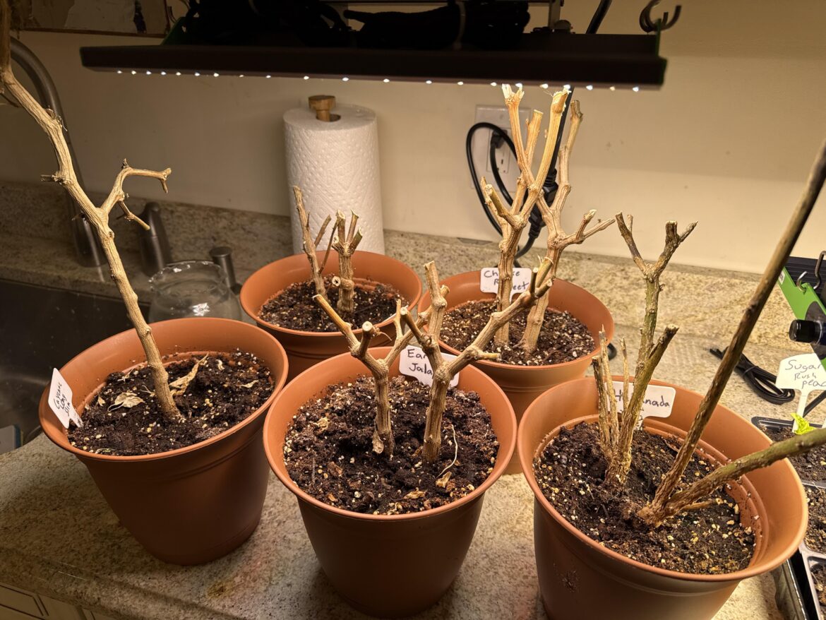 My overwintered pepper plants do not seem to be coming back