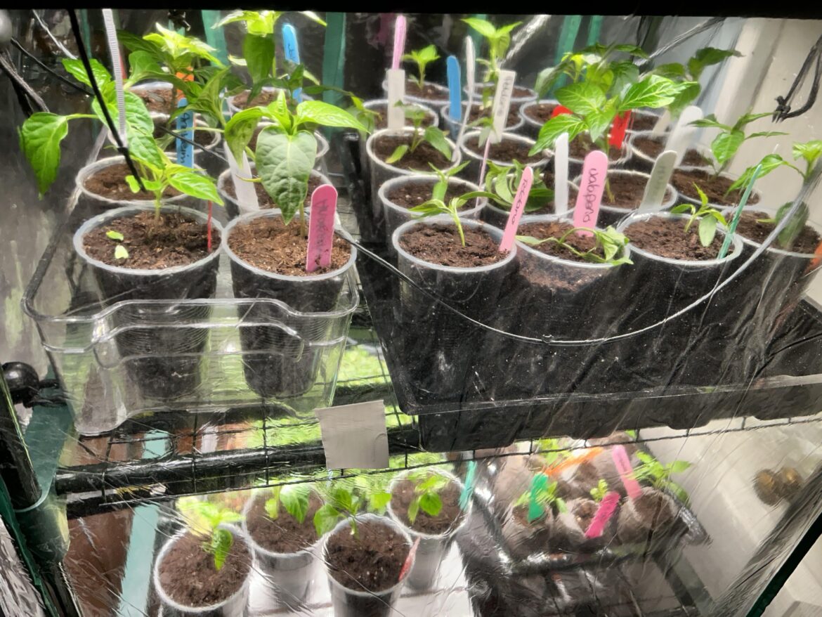 First year starting peppers