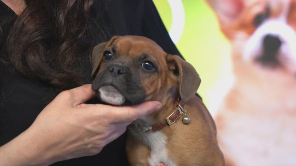 Pick of the Litter: Meet Peanut and Butter, two French Bulldog/Boxer mix puppies
