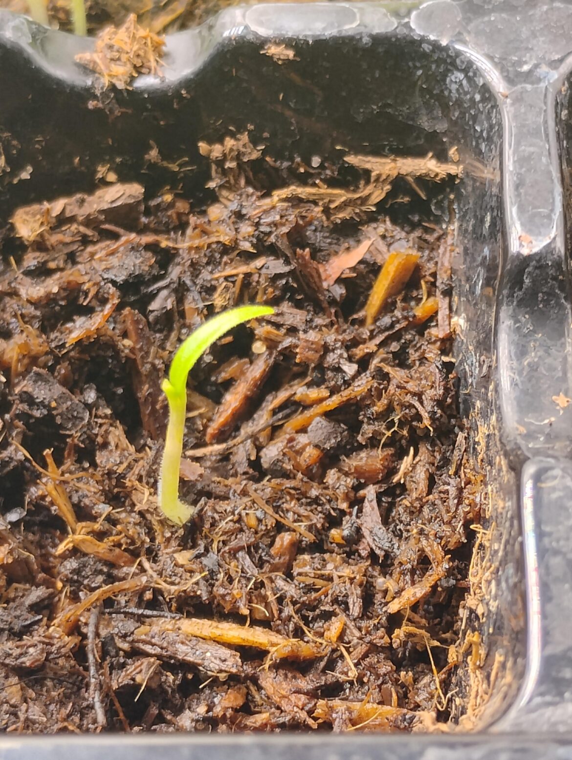 Peach Tiberus 1 leaf 😢