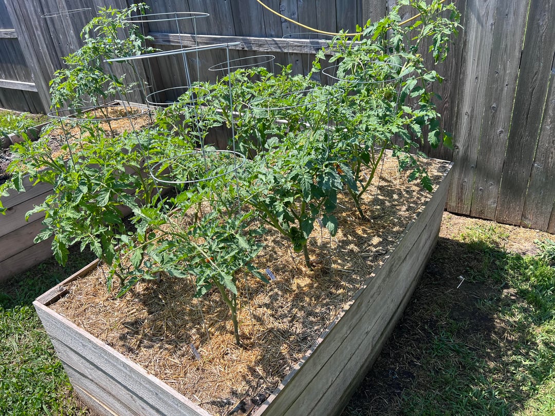 2nd year growing tomatoes in my back yard. Zone 9b - Dining and Cooking