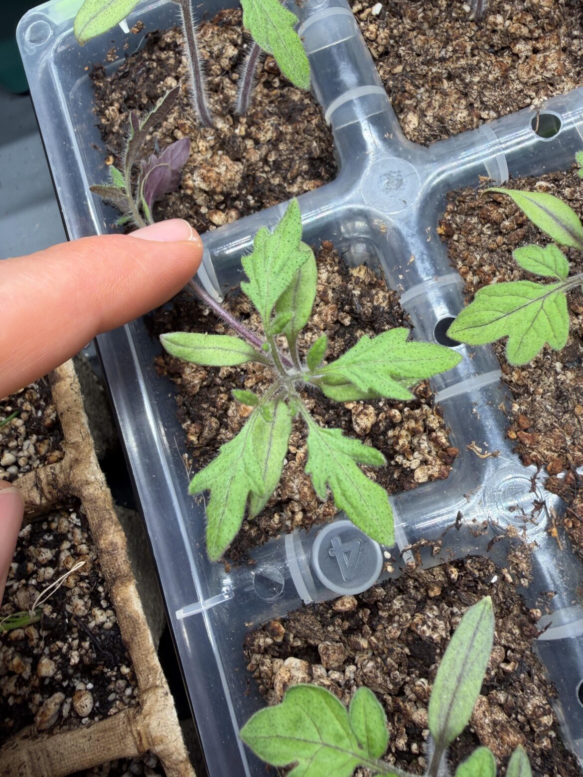 4 leafed Amish Paste tomato seedling!