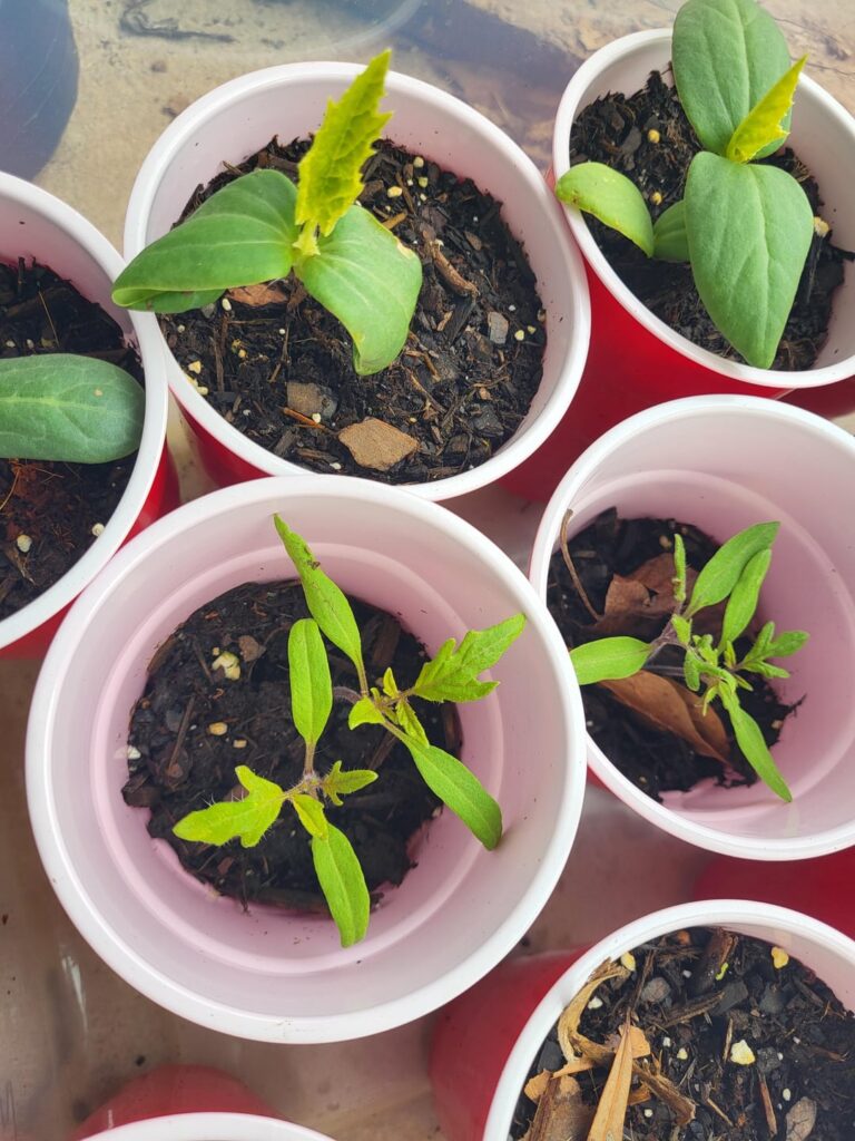 My seedlings - 1 month before i can put them in the ground