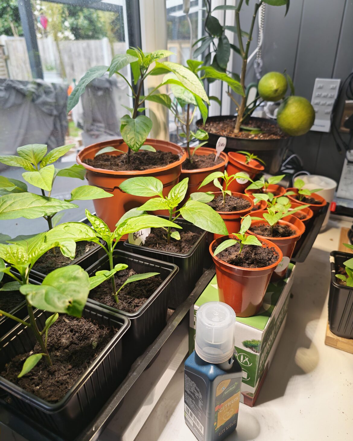 I may have had too much success… I may have had too much success...