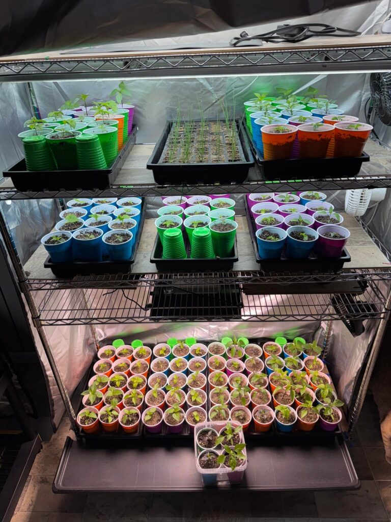Peppers are on a roll!! 8 weeks to go! Seed exchange a win!