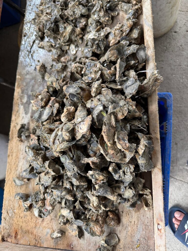 Baked oysters. 🇹🇹