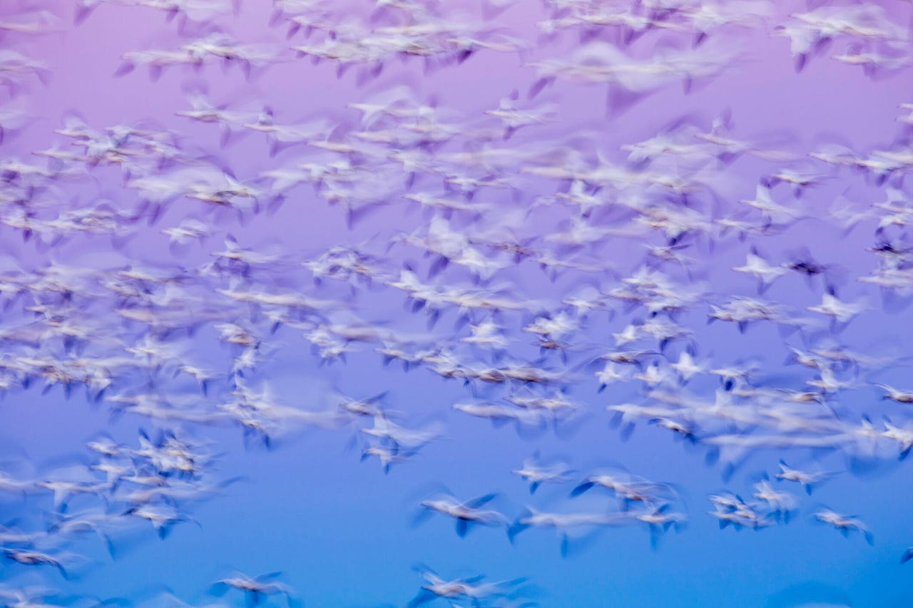 USA, New Mexico, Bosque del Apache National Wildlife Refuge, Blurred image of of Snow Geese (Chenhyperborea hyperborea) in flight above Rio Grande Valley before dawn