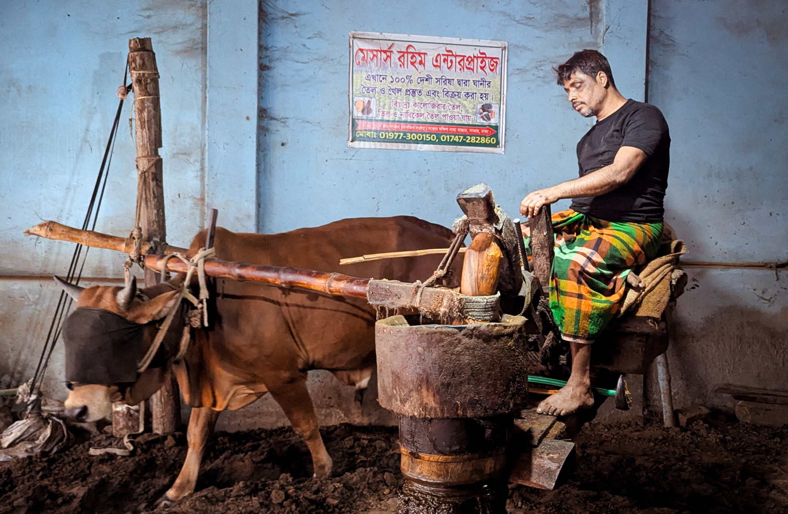 Visitors often wonder why the bulls are blindfolded. Photo: TBS