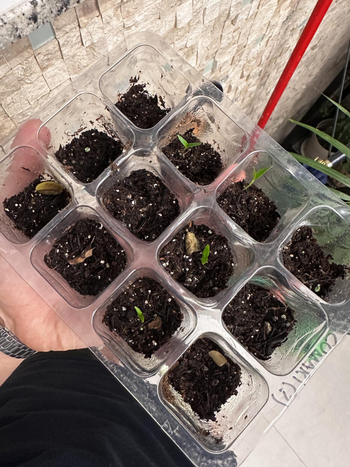 Atualização! Atualização!