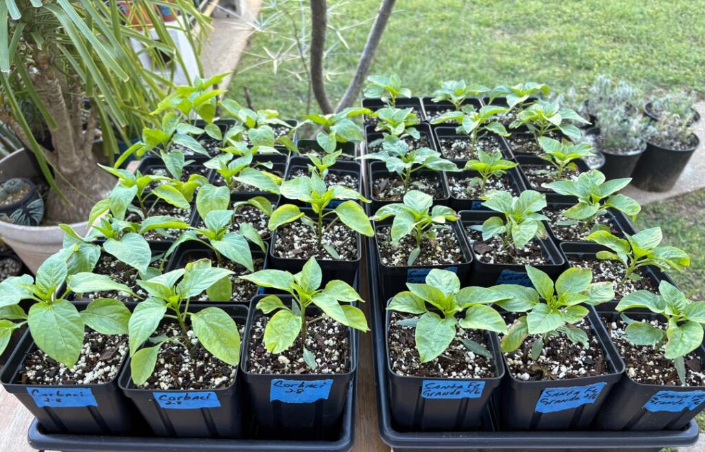 Month old seedlings