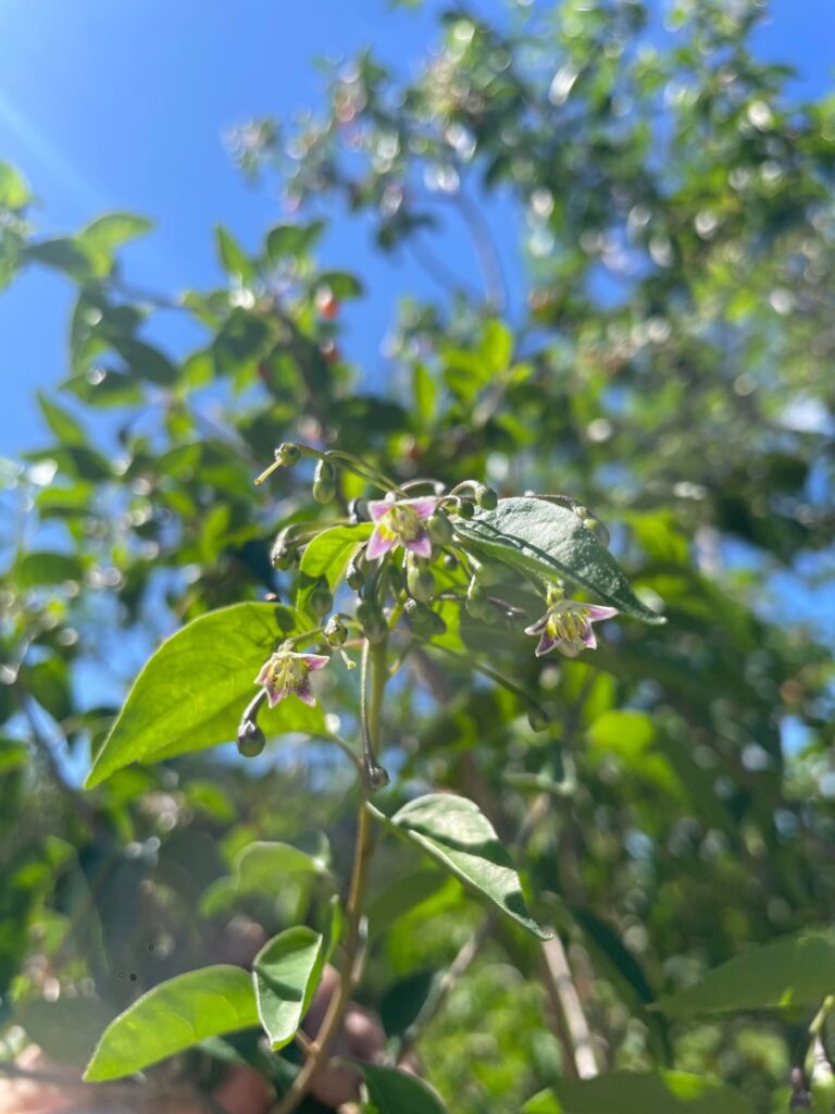 Mystery wild Chilli?