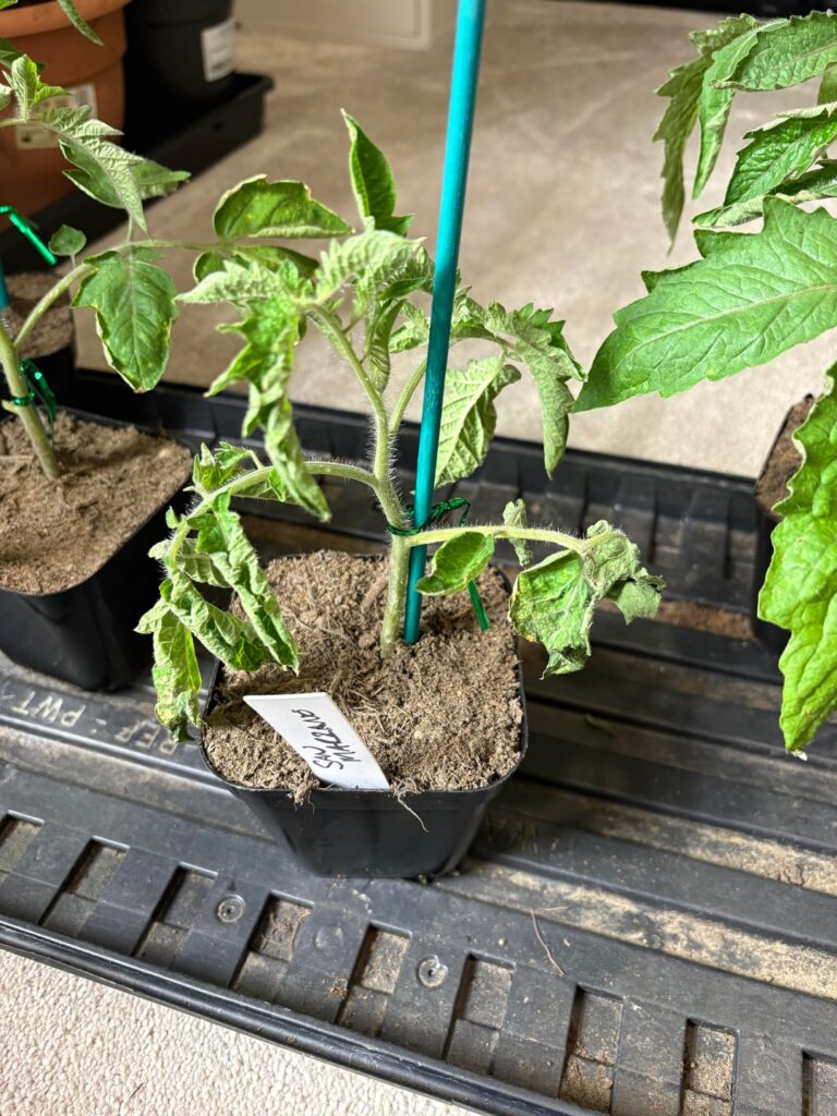 Are San marzanos just very dramatic?