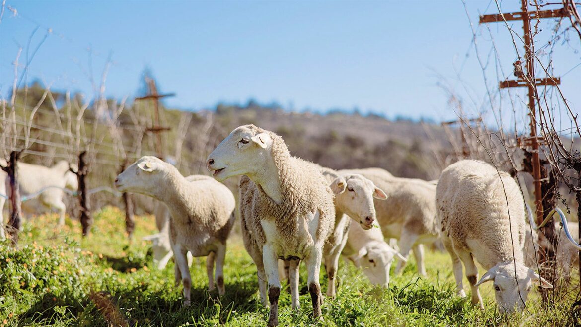 Sheep Prove to be Woolly Firefighters in California Wine Country